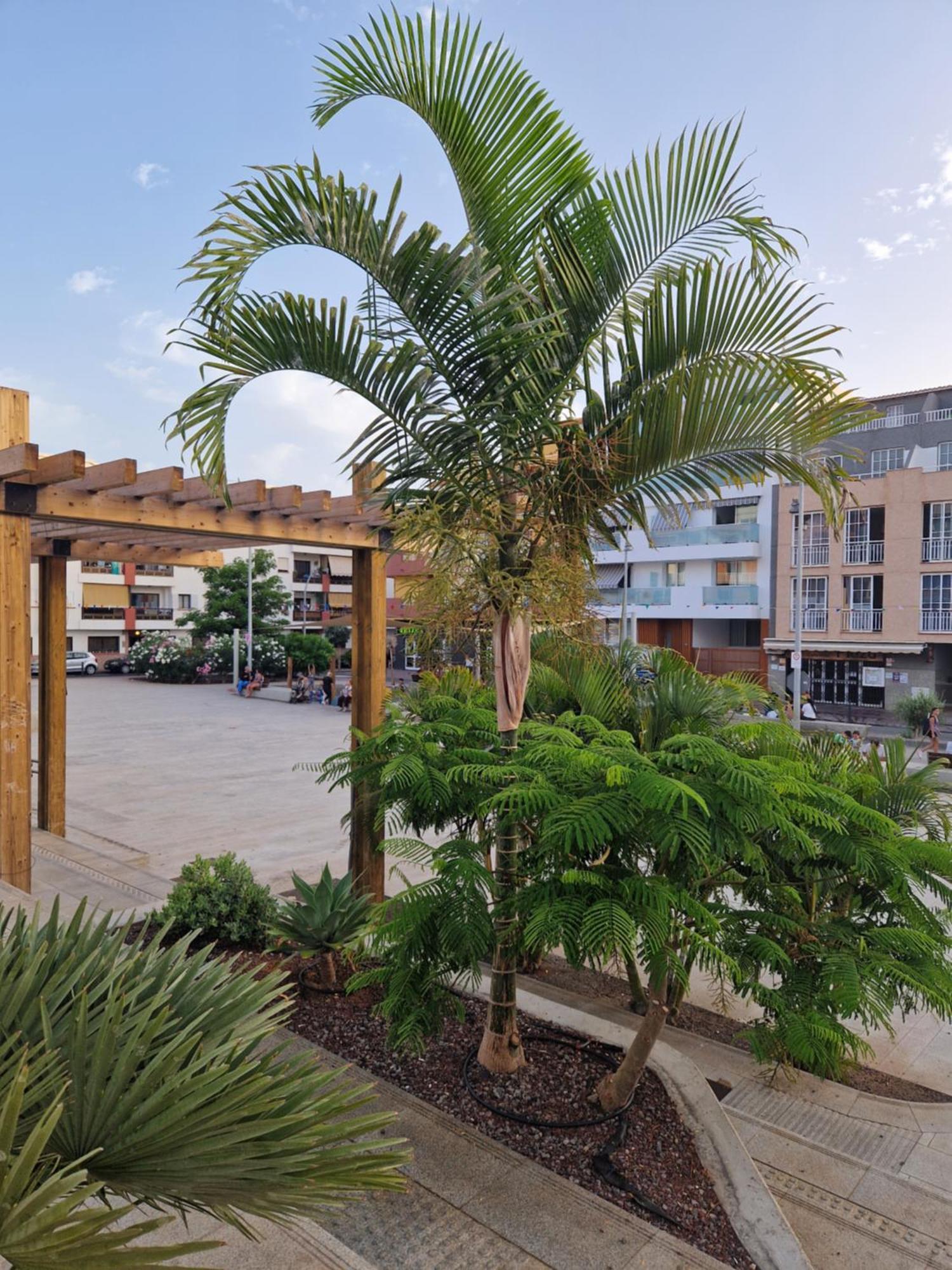 דירות פוארטו דה סנטיאגו Studia Puerto De Santiago מראה חיצוני תמונה